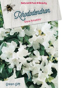 Rhododendron 'Dora Amateis' dwerg WIT 30-40 cm cont. 10L