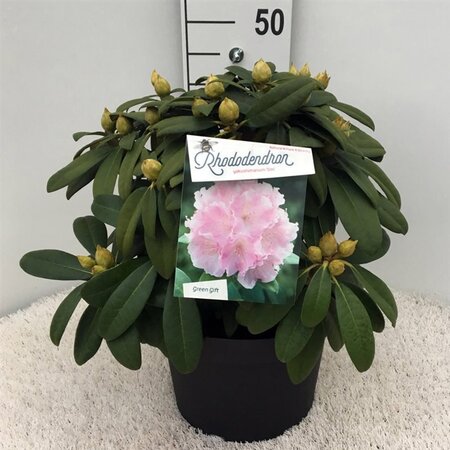 Rhododendron (Y) 'Doc' ROZE 30-40 cm cont. 10L - afbeelding 2