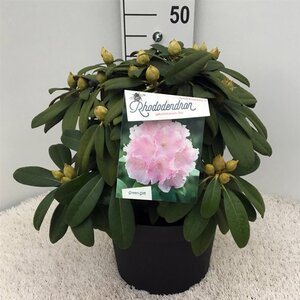 Rhododendron (Y) 'Doc' ROZE 30-40 cm cont. 10L - afbeelding 2