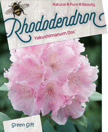 Rhododendron (Y) 'Doc' ROZE 40-50 cm cont. 10L - afbeelding 1