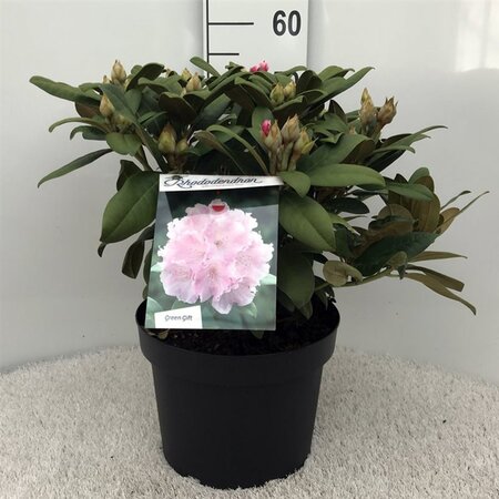 Rhododendron (Y) 'Doc' ROZE 40-50 cm cont. 10L - afbeelding 2