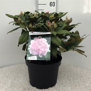 Rhododendron (Y) 'Doc' ROZE 40-50 cm cont. 10L - afbeelding 2