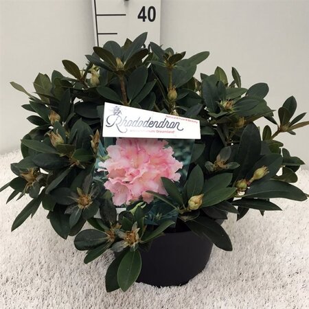 Rhododendron (Y) 'Dreamland' WIT/ROZE 30-40 cm cont. 10L - afbeelding 1
