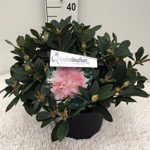 Rhododendron (Y) 'Dreamland' WIT/ROZE 30-40 cm cont. 10L