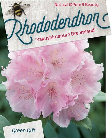 Rhododendron (Y) 'Dreamland' WIT/ROZE 30-40 cm cont. 10L - afbeelding 2