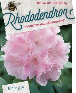 Rhododendron (Y) 'Dreamland' WIT/ROZE 30-40 cm cont. 10L - afbeelding 2