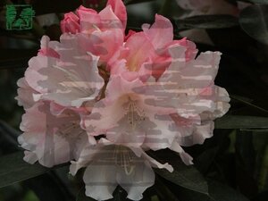 Rhododendron (Y) 'Dreamland' WIT/ROZE 30-40 cm cont. 4,0L