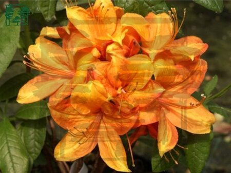 Rhododendron knaphill  'Golden Eagle' ORANJE 50-60 cm cont. 4,0L
