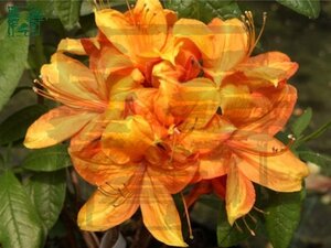 Rhododendron knaphill  'Golden Eagle' ORANJE 50-60 cm cont. 4,0L