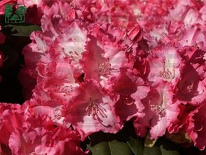 Rhododendron 'Germania' ROZE 100 cm cont. 25L meerstammig