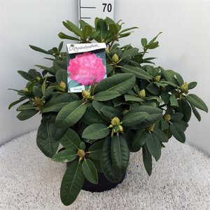 Rhododendron 'Germania' ROZE 50-60 cm cont. 20L - afbeelding 2