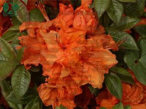 Rhododendron knaphill 'Gibraltar' ORANJE 50-60 cm cont. 4,0L