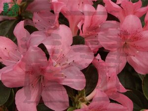 Rhododendron (AJ) 'Gilbert Mullie' ROZE 40-50 cm cont. 5,0L