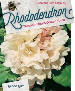 Rhododendron (Y) 'Golden Torch' GEEL 30-40 cm cont. 10L