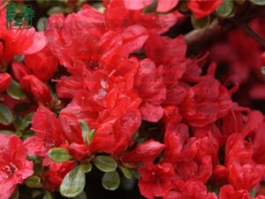 Rhododendron (AJ) 'Hino Crimson' ROOD 50-60 cm cont. 7,5L