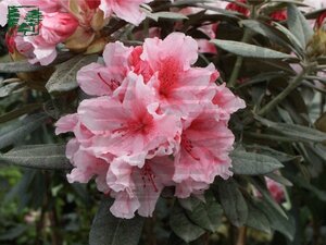 Rhododendron (Y) 'Hydon Dawn' ROZE 30-40 cm cont. 3,0L