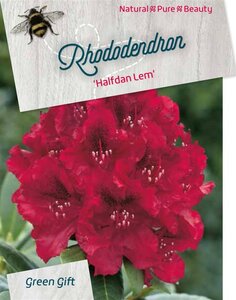 Rhododendron 'Halfdan Lem' 100-125 cm cont. 160L