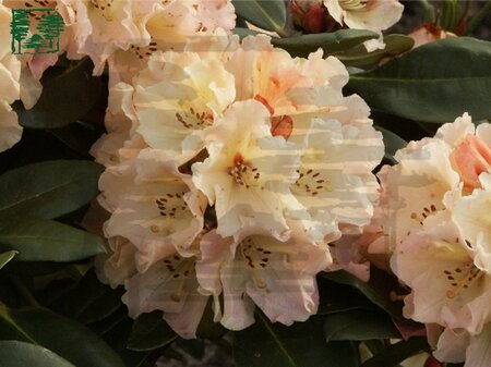 Rhododendron 'Horizon Monarch' 30-40 cm cont. 5,0L - afbeelding 1