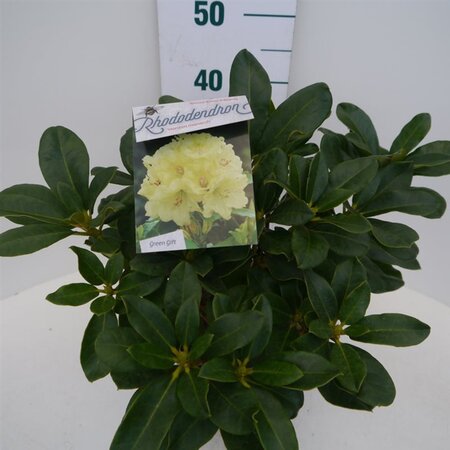 Rhododendron 'Horizon Monarch' 30-40 cm cont. 5,0L - afbeelding 3