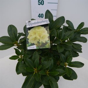 Rhododendron 'Horizon Monarch' 30-40 cm cont. 5,0L - afbeelding 3