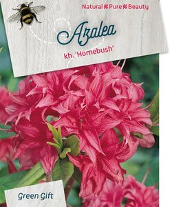 Rhododendron knaphill 'Homebush' ROZE 50-60 cm cont. 10L