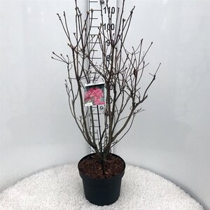Rhododendron knaphill 'Homebush' ROZE 50-60 cm cont. 10L - afbeelding 2