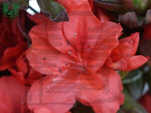 Rhododendron (AJ) 'Hot Shot' ZALM 60-70 cm met kluit