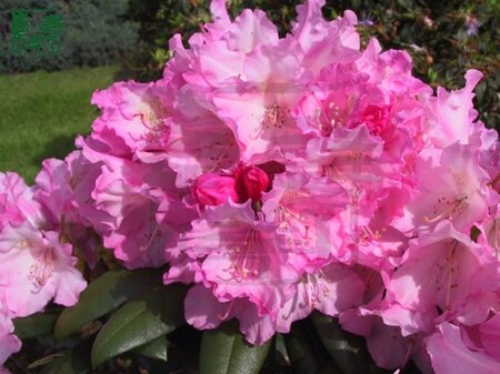 Rhododendron (Y) 'Kalinka' ROZE 25-30 cm cont. 5,0L