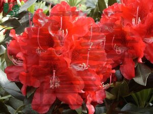 Rhododendron 'Karl Naue' ROOD 80-90 cm cont. 30L