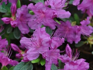 Rhododendron (AJ) 'Königstein' PAARS 50-60 cm cont. 7,5L