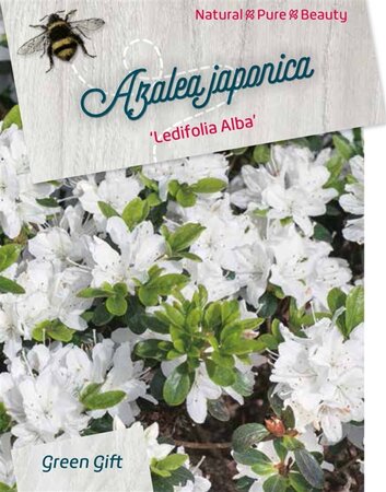 Rhododendron (AJ) 'Ladyflora Alba' 40-50 cm cont. 10L - afbeelding 1