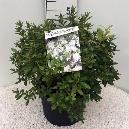 Rhododendron (AJ) 'Ladyflora Alba' 40-50 cm cont. 10L - afbeelding 2