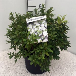 Rhododendron (AJ) 'Ladyflora Alba' 40-50 cm cont. 10L - afbeelding 2