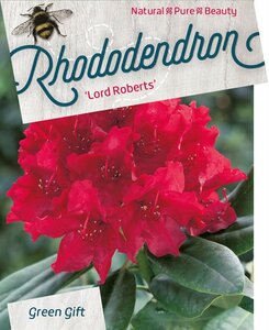Rhododendron 'Lord Roberts' ROOD 50-60 cm cont. 10L
