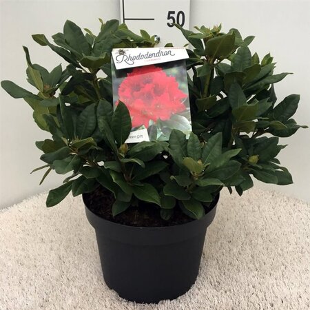Rhododendron 'Lord Roberts' ROOD 50-60 cm cont. 10L - afbeelding 2