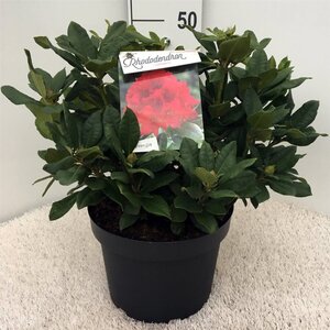 Rhododendron 'Lord Roberts' ROOD 50-60 cm cont. 10L - afbeelding 2