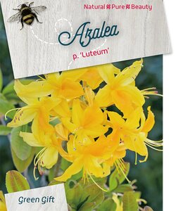 Rhododendron luteum = pontica GEEL 30-40 cm cont. 10L