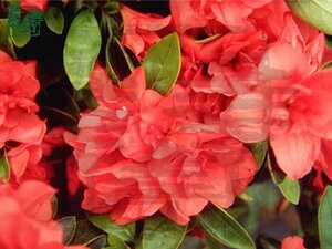 Rhododendron (AJ) 'Mary Desby' 25-30 cm cont. 3,0L