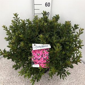 Rhododendron (AJ) 'Madame van Hecke' ROZE 40-50 cm cont. 10L