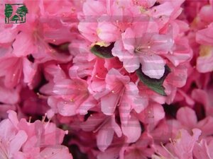 Rhododendron (AJ) 'Madame van Hecke' ROZE 50-60 cm cont. 15L
