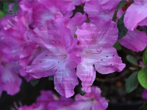 Rhododendron (AJ) 'Martha Hitchcock' PAARS/WIT 40-50 cm cont. 5,0L
