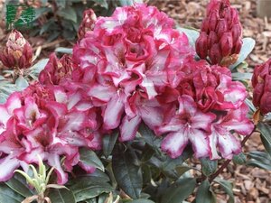 Rhododendron 'Midnight Mystique' ROOD/WIT 25-30 cm cont. 4,0L