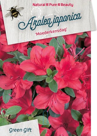 Rhododendron (AJ) 'Moederkensdag' ROOD 50-60 cm cont. 20L