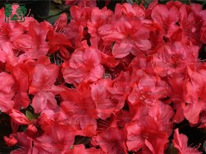 Rhododendron (AJ) 'Moederkensdag' ROOD 60-70 cm met kluit