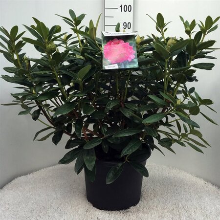 Rhododendron 'Mrs T.H. Lowinsky' WIT 60-80 cm cont. 20L - afbeelding 2