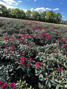 Rhododendron 'Nova Zembla' ROOD 80-100 cm met kluit - afbeelding 2