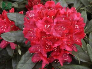 Rhododendron 'Nova Zembla' ROOD 80-100 cm met kluit