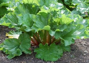 Rheum officinale geen maat specificatie 0,55L/P9cm