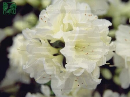 Rhododendron (AJ) 'Olga Niblett' WIT 25-30 cm cont. 3,0L