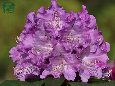 Rhododendron 'True Blue' 25-30 cm cont. 4,0L